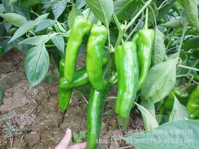 國(guó)農(nóng)601超大泡椒種子 高產(chǎn)優(yōu)質(zhì)辣椒種植新選擇