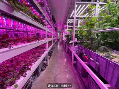 航天蔬菜杭州有同款，揭秘神奇植物工廠 人造陽光空氣，全程無農(nóng)藥的綠色革命